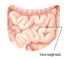 sindirim sistemi ince baÄŸÄ±rsak ile ilgili gÃ¶rsel sonucu